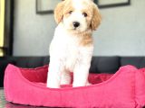 SHOW KALİTE LABRADOODLE YAVRULARIMIZ