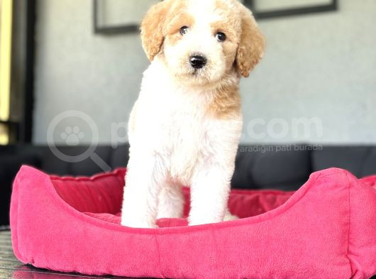 Show Kali̇te Labradoodle Yavrularimiz