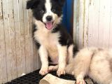 Border Collie Yavrular