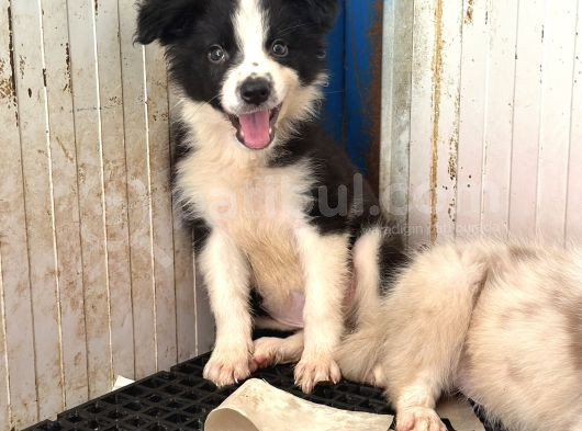 Border Collie Yavrular görsel
