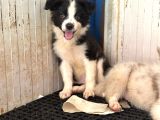 Border Collie Yavrular
