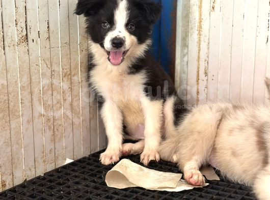 Border Collie Yavrular görsel