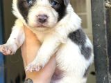 Border Collie Yavrular