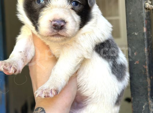 Border Collie Yavrular görsel