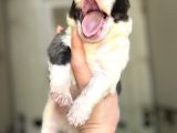 Border Collie Yavrular