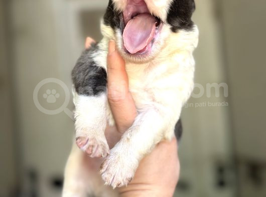 Border Collie Yavrular görsel