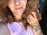 Toy Poodle Yavrumuz