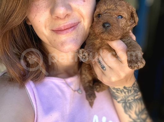 Toy Poodle Yavrumuz görsel