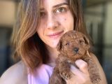 Toy Poodle Yavrumuz
