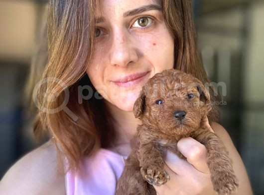 Toy Poodle Yavrumuz görsel