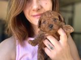 Toy Poodle Yavrumuz