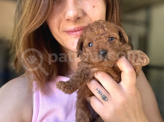 Toy Poodle Yavrumuz