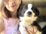 Border Collie Yavrular