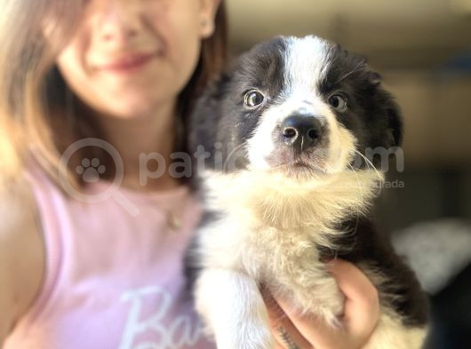 Border Collie Yavrular