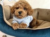 KÜT BURUN TOY POODLE YAVRULARI