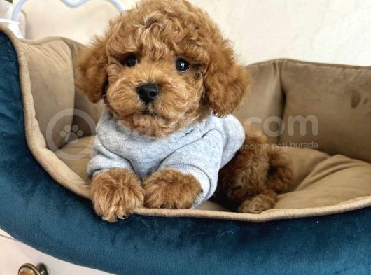 Küt Burun Toy Poodle Yavrulari