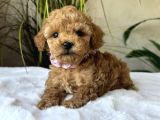 Küt Burun Toy Poodle Yavrulari