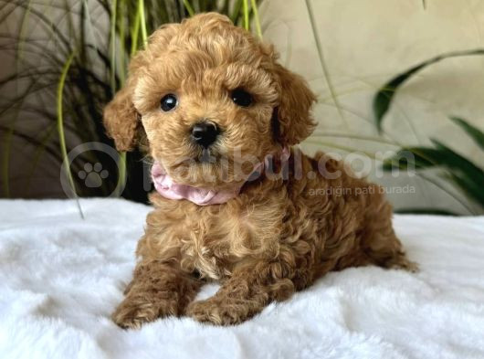 Küt Burun Toy Poodle Yavrulari görsel