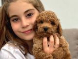ANTİALERJİK tOY POODLE YAVRULARI