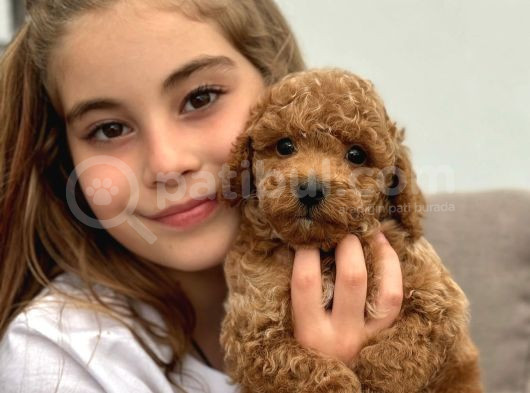 Anti̇alerji̇k Toy Poodle Yavrulari