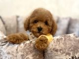 Safkan Toy Poodle Bebekler