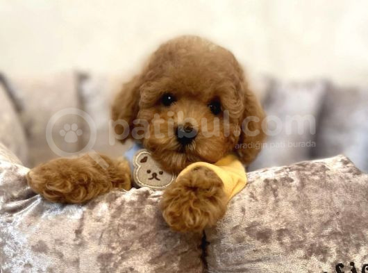 Safkan Toy Poodle Bebekler görsel