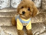 Safkan Toy Poodle Bebekler