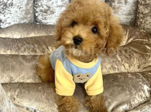 Safkan Toy Poodle Bebekler görsel