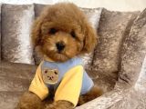 SAFKAN TOY POODLE BEBEKLER