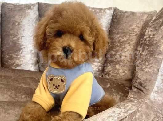 Safkan Toy Poodle Bebekler