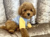 Safkan Toy Poodle Bebekler