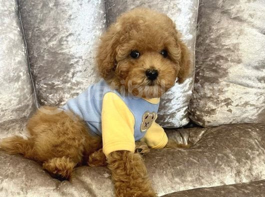 Safkan Toy Poodle Bebekler görsel