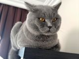 Bri̇ti̇sh Shorthai̇r Oğlumu Eşlemek İsti̇yorum