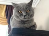 Bri̇ti̇sh Shorthai̇r Oğlumu Eşlemek İsti̇yorum