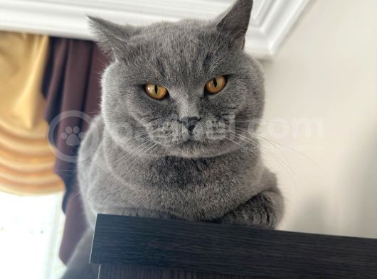 Bri̇ti̇sh Shorthai̇r Oğlumu Eşlemek İsti̇yorum görsel