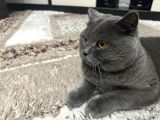 Bri̇ti̇sh Shorthai̇r Oğlumu Eşlemek İsti̇yorum