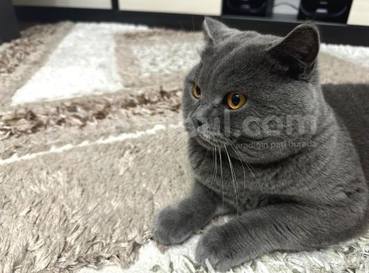 Bri̇ti̇sh Shorthai̇r Oğlumu Eşlemek İsti̇yorum görsel