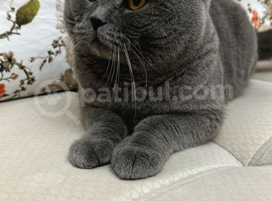 Bri̇ti̇sh Shorthai̇r Oğlumu Eşlemek İsti̇yorum görsel