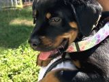 Safkan Yavru Rottweiler