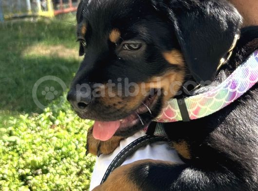 Safkan Yavru Rottweiler görsel