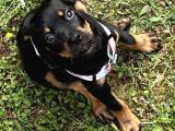 Safkan Yavru Rottweiler