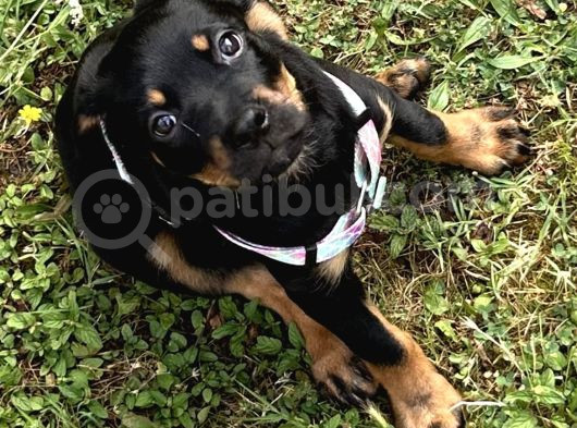 Safkan Yavru Rottweiler görsel