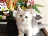 ORJİNAL BRİTİSH SHORTHAİR SİLVER  SHADED YAVRUM
