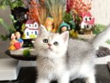 Orji̇nal Bri̇ti̇sh Shorthai̇r Si̇lver  Shaded Yavrum