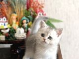 Orji̇nal Bri̇ti̇sh Shorthai̇r Si̇lver  Shaded Yavrum
