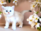 Lisanslı Üreticiden Silver Bebek