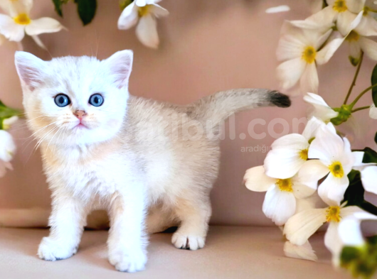 Lisanslı Üreticiden Silver Bebek
