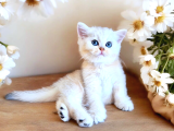 Lisanslı Üreticiden Silver Bebek