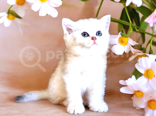 Lisanslı Üreticiden Silver Bebek görsel