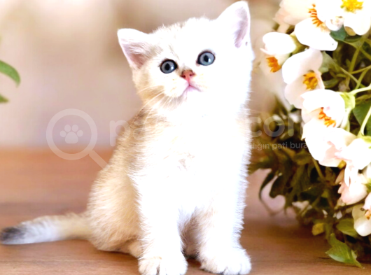 Lisanslı Üreticiden Silver Bebek görsel